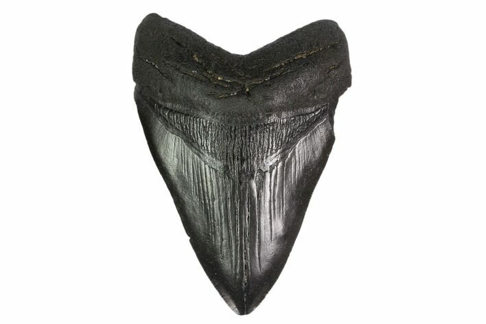 Fossil Megalodon Tooth - South Carolina #130811